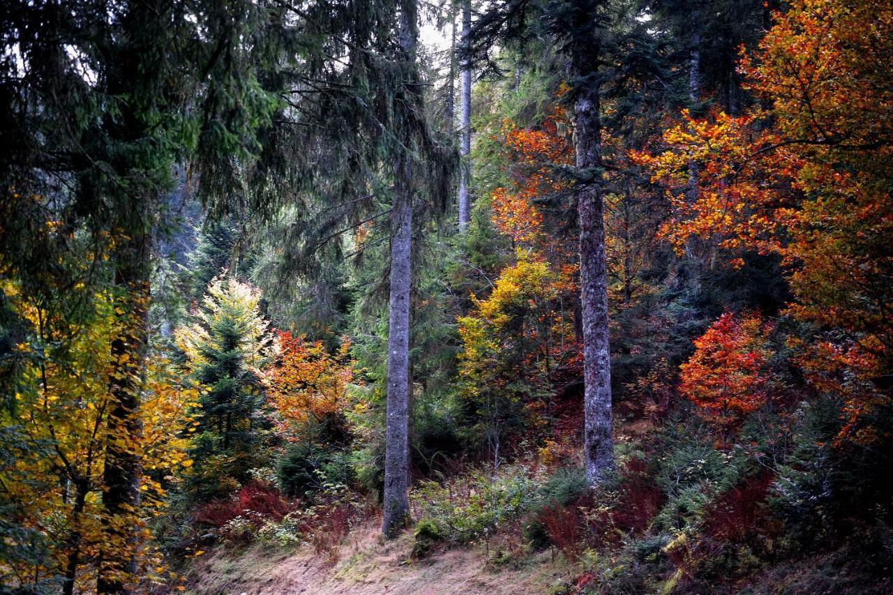 C1 Albmatte-Fewo Sauna, Hallenbad Aussenbecken Massagen Nebenan Менценшванд Экстерьер фото
